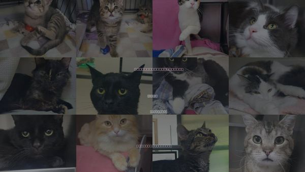 Cats for Adoption in Plover, Wisconsin