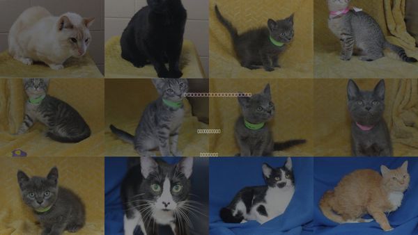 Cats for Adoption in Prattville, Alabama