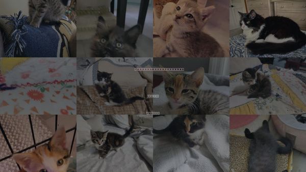 Cats for Adoption in Roanoke, Alabama