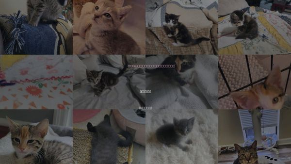 Cats for Adoption in Roanoke, Alabama