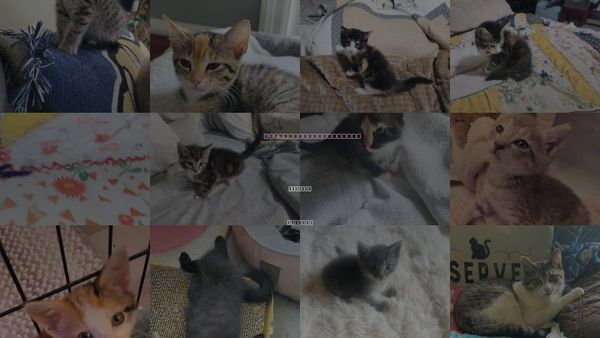 Cats for Adoption in Roanoke, Alabama