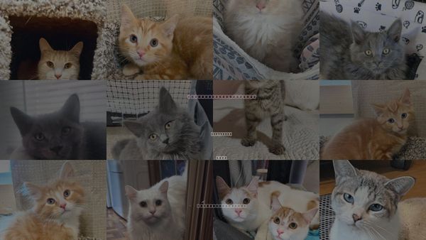 Cats for Adoption in Rootstown, Ohio