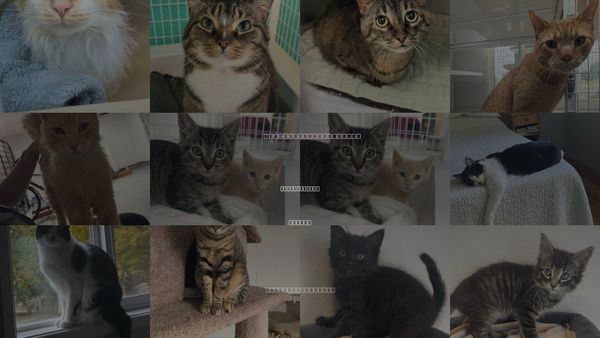 Cats for Adoption in Saint Helens, Oregon
