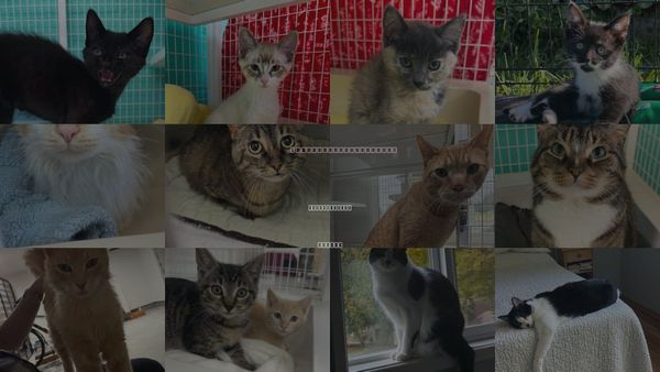Cats for Adoption in Saint Helens, Oregon