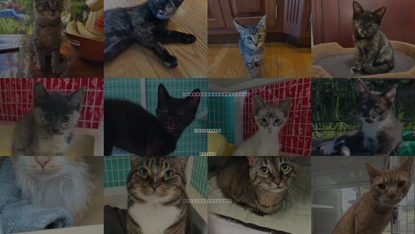 Cats for Adoption in Saint Helens, Oregon