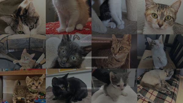 Cats for Adoption in San Buenaventura (Ventura), California