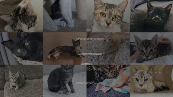 Cats for Adoption in San Buenaventura (Ventura), California