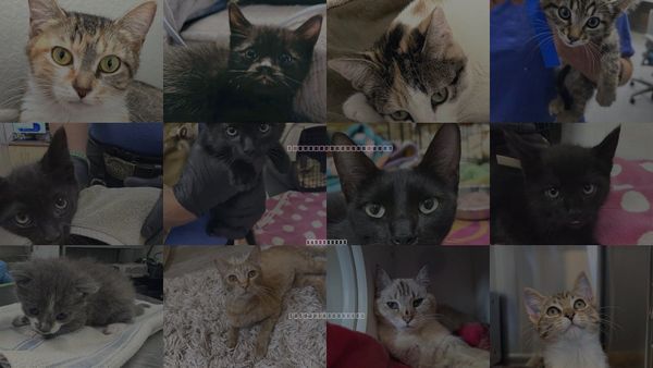 Cats for Adoption in San Buenaventura (Ventura), California