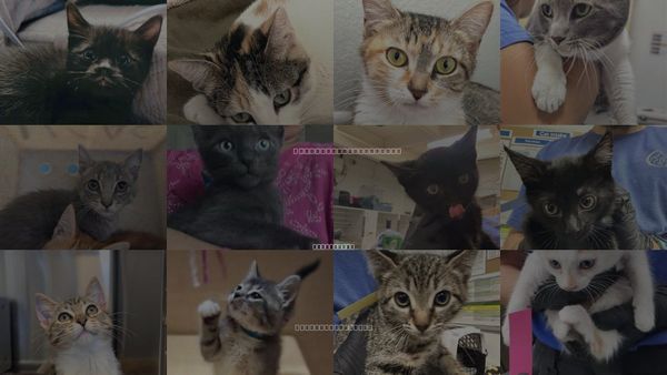 Cats for Adoption in San Buenaventura (Ventura), California