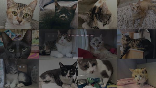 Cats for Adoption in San Buenaventura (Ventura), California