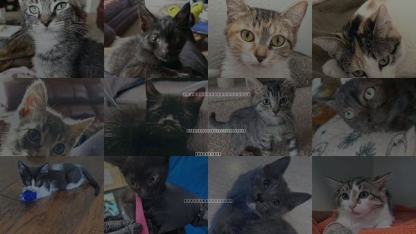Cats for Adoption in San Buenaventura (Ventura), California