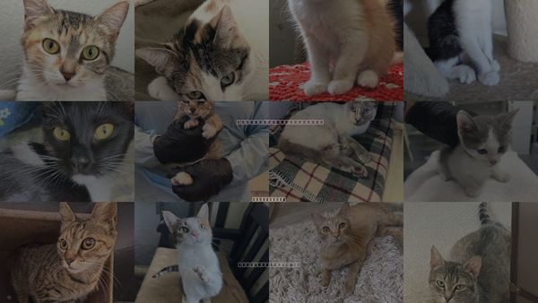 Cats for Adoption in San Buenaventura (Ventura), California