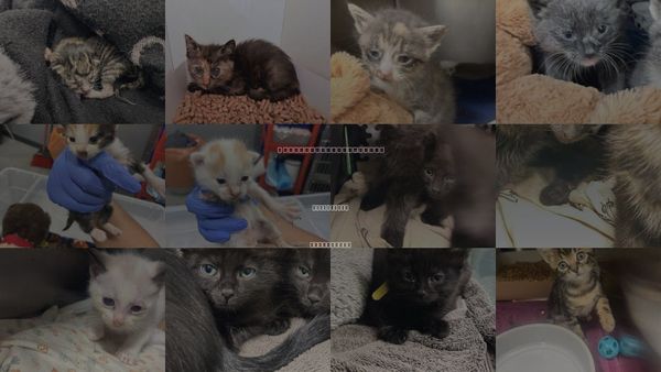 Cats for Adoption in San Martin, California