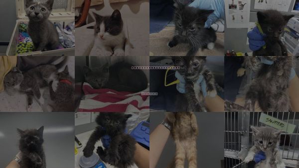 Cats for Adoption in San Martin, California