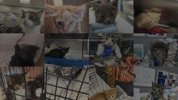 Cats for Adoption in San Martin, California