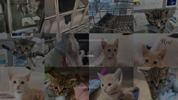Cats for Adoption in San Martin, California