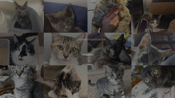 Cats for Adoption in Santa Barbara, California