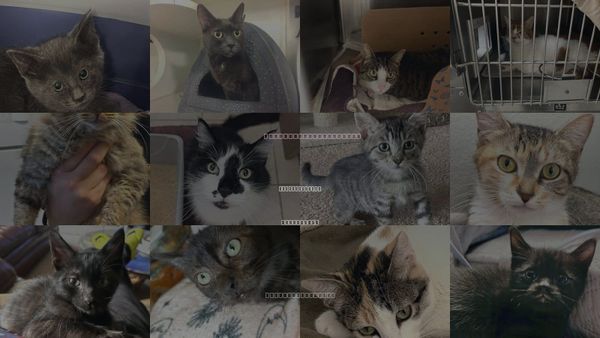 Cats for Adoption in Santa Barbara, California