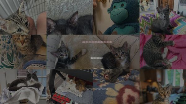 Cats for Adoption in Saunderstown, Rhode Island