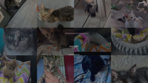 Cats for Adoption in Saunderstown, Rhode Island