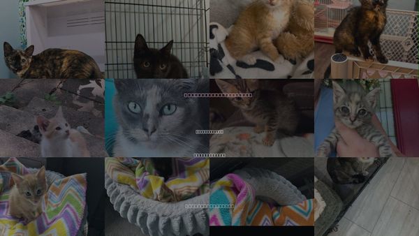 Cats for Adoption in Saunderstown, Rhode Island