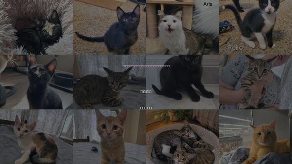 Cats for Adoption in Sedalia, Missouri