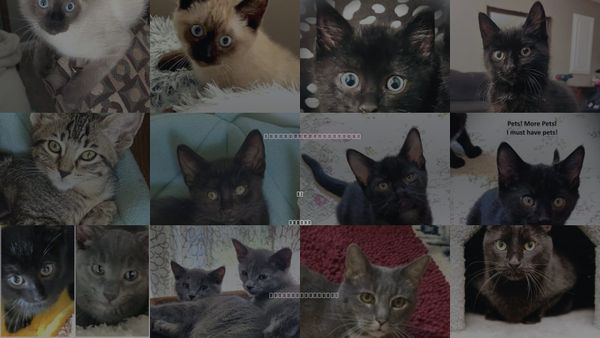 Cats for Adoption in Sm, Kansas