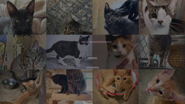 Cats for Adoption in Southaven, Mississippi