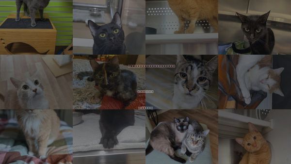 Cats for Adoption in St. Peters, Missouri