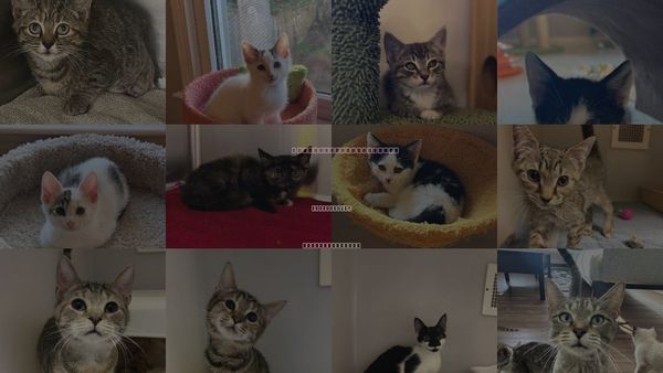 Cats for Adoption in Statesville, North Carolina