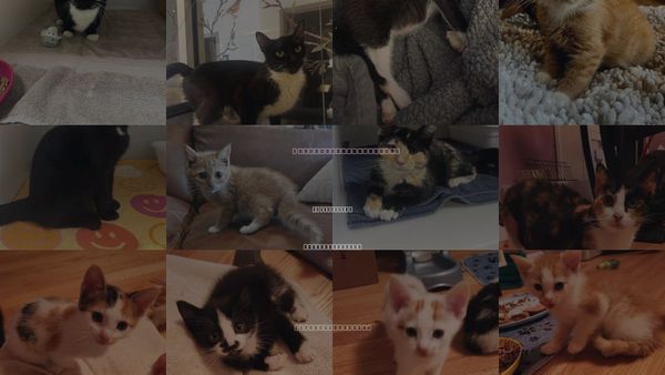 Cats for Adoption in Statesville, North Carolina