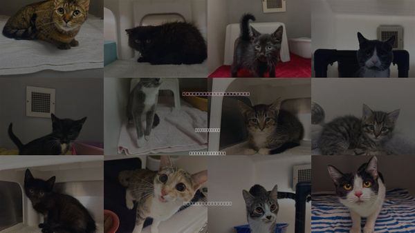 Cats for Adoption in Statesville, North Carolina