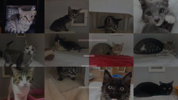Cats for Adoption in Statesville, North Carolina