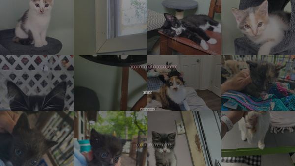 Cats for Adoption in Stover, Missouri