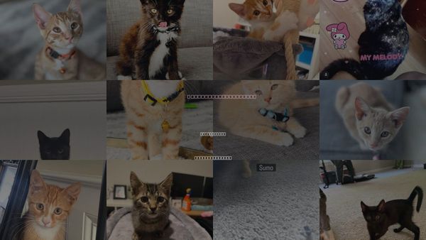Cats for Adoption in Summerville, South Carolina