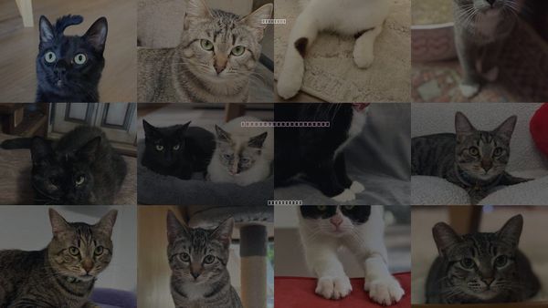 Cats for Adoption in Sun City, California