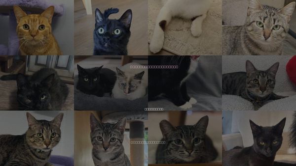Cats for Adoption in Sun City, California