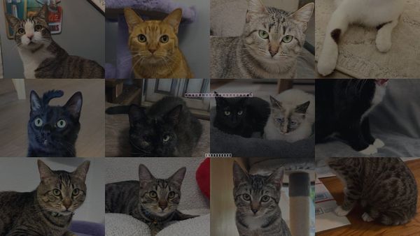 Cats for Adoption in Sun City, California