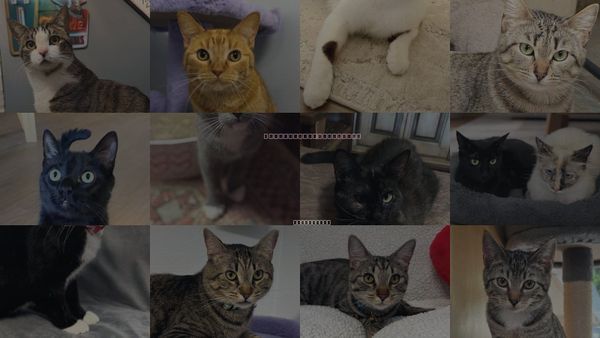 Cats for Adoption in Sun City, California