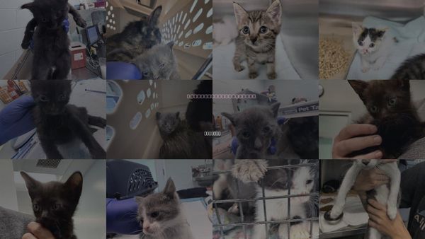 Cats for Adoption in Tavares, Florida