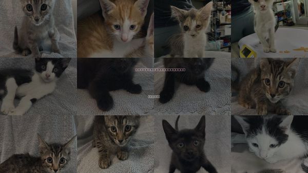 Cats for Adoption in Tavares, Florida
