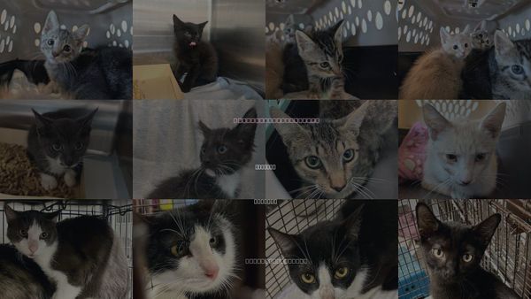 Cats for Adoption in Tavares, Florida