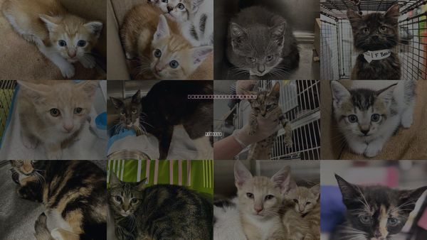 Cats for Adoption in Tavares, Florida