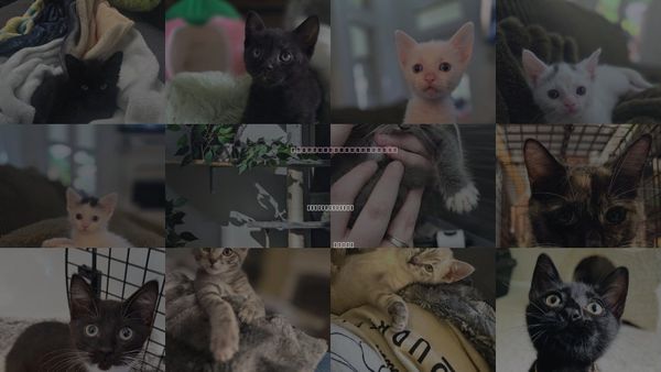 Cats for Adoption in The Woodlands, Texas
