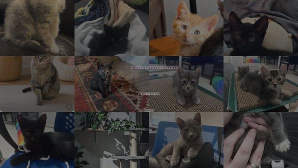 Cats for Adoption in The Woodlands, Texas