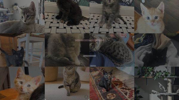 Cats for Adoption in The Woodlands, Texas