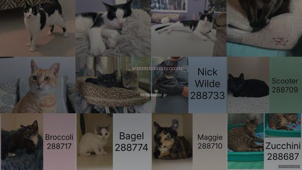 Cats for Adoption in Warner Robins, Georgia