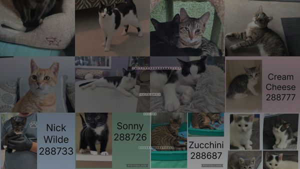 Cats for Adoption in Warner Robins, Georgia