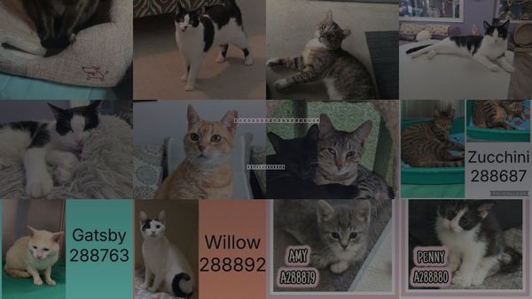 Cats for Adoption in Warner Robins, Georgia