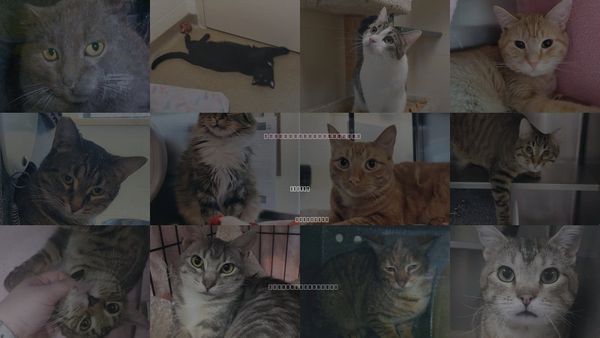 Cats for Adoption in Wausau, Wisconsin